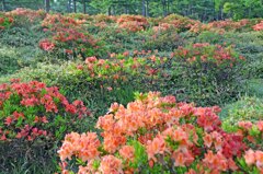 ヤマツツジ咲く頃2