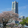 みなとみらい桜のある風景2