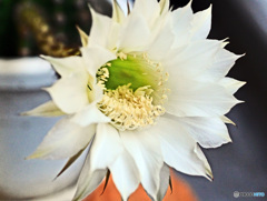 サボテンの花