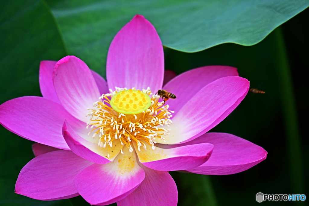 ハスに蜂