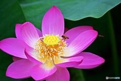 ハスに蜂