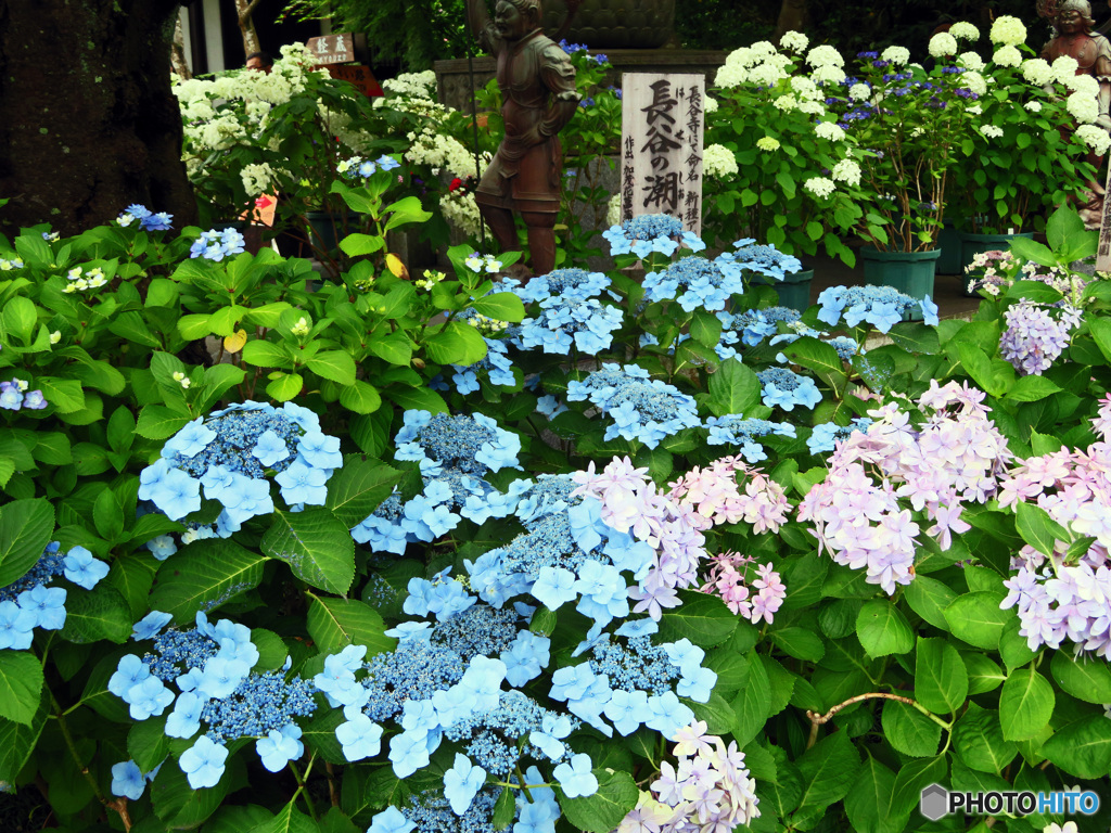 長谷寺のアジサイ