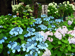 長谷寺のアジサイ