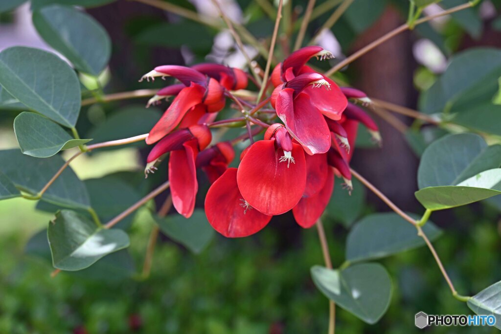 散歩中に見つけた花