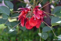 散歩中に見つけた花