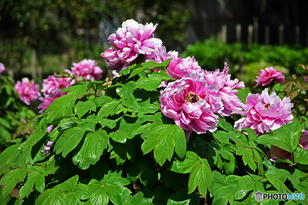 花撮り散歩　ボタン