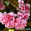 八重桜