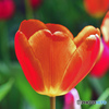 spring is come