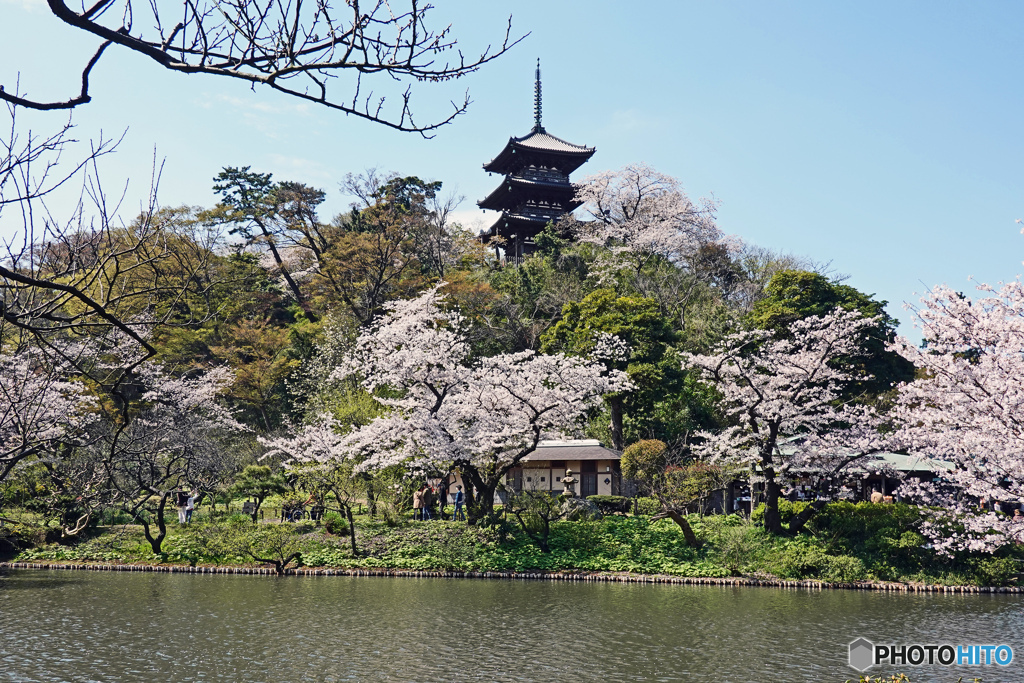 春の三渓園～3