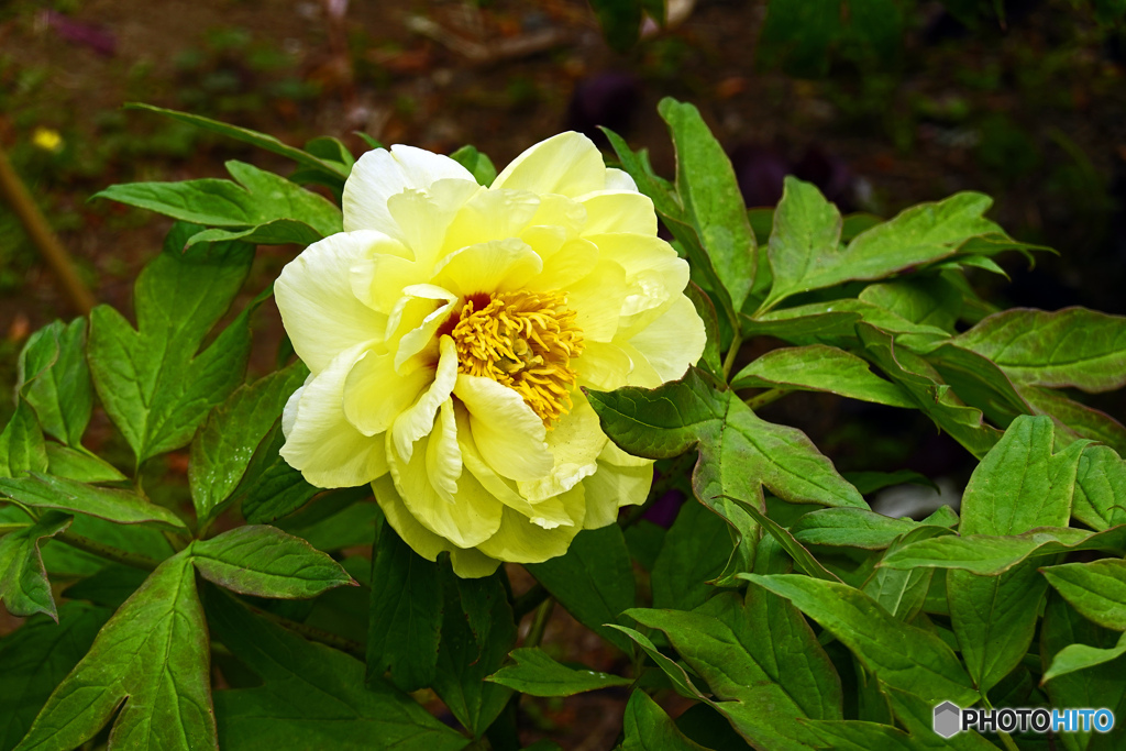 ボタンはいかがでしょうか
