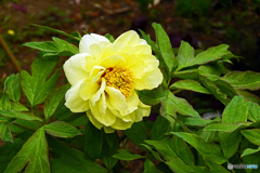 ボタンはいかがでしょうか