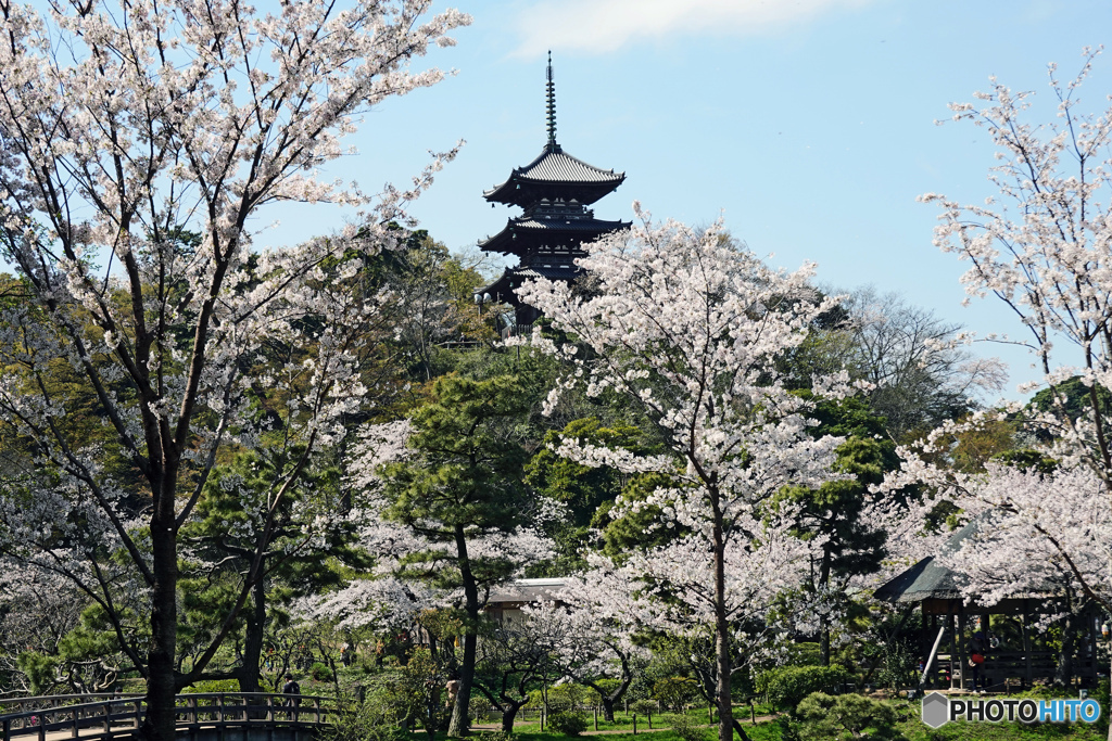 春の三渓園～2