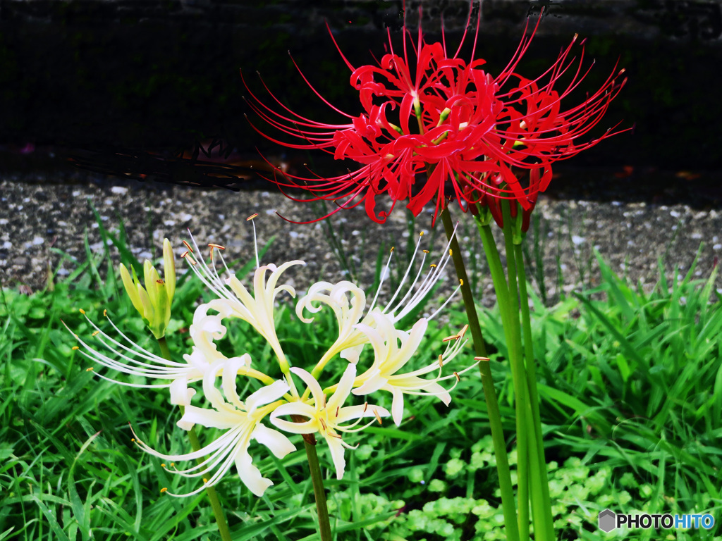 赤と白彼岸花