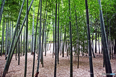 鎌倉の竹寺　報国寺