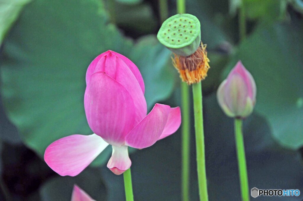 蓮開花