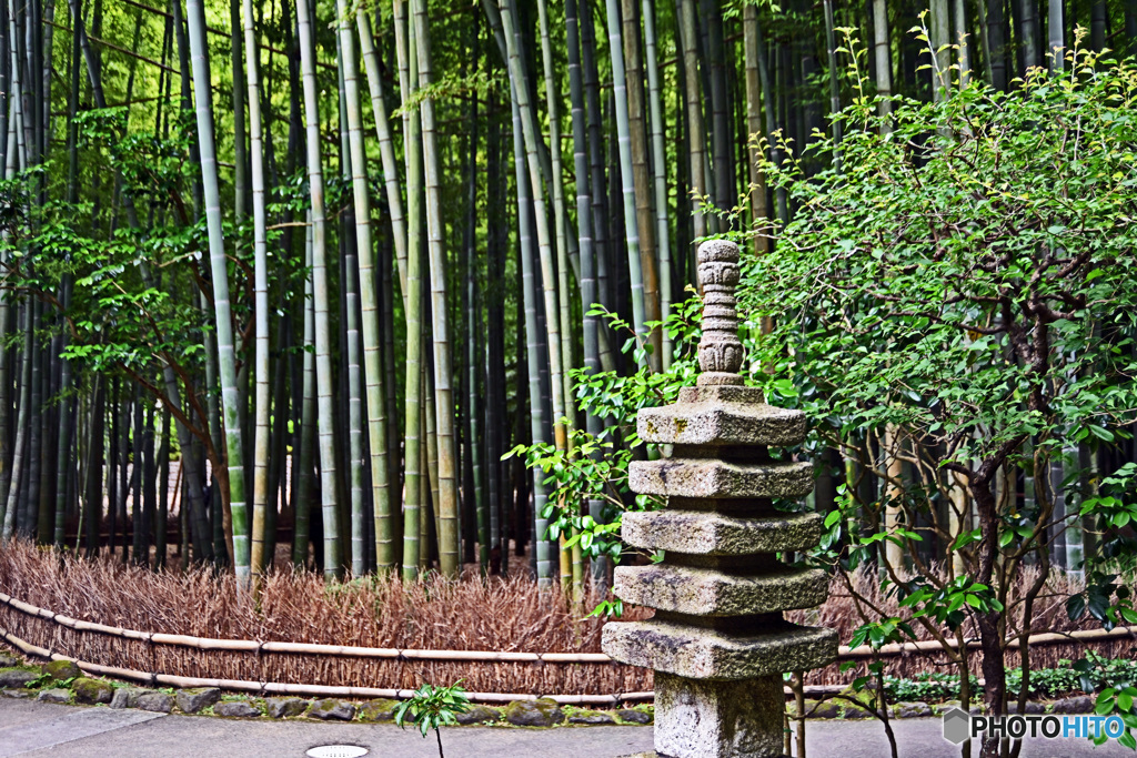 鎌倉の竹寺　報国寺