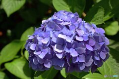アジサイ