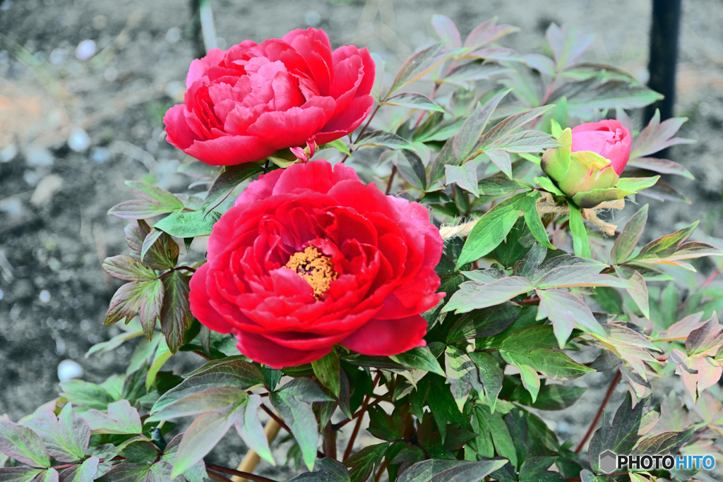 花撮り散歩　ボタン