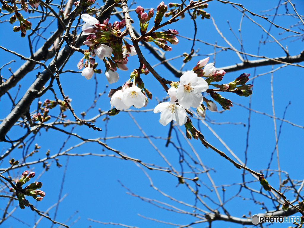 桜～横浜山手のソメイヨシノ