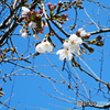 桜～横浜山手のソメイヨシノ