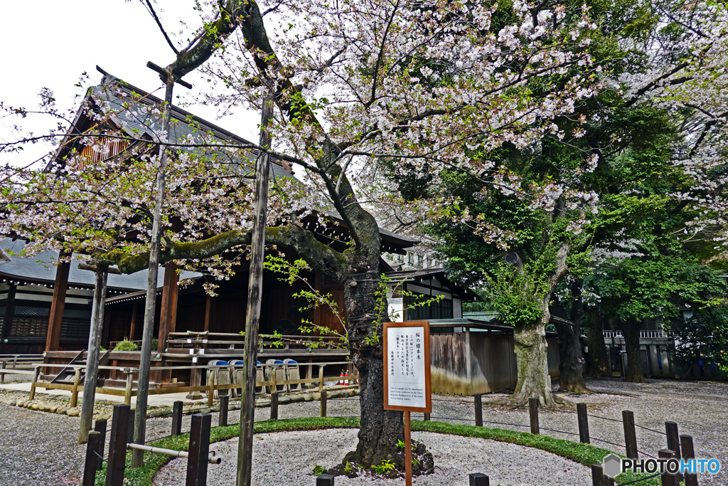靖国神社の桜の標本木