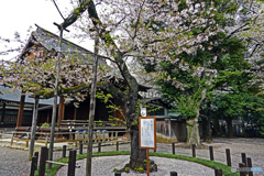 靖国神社の桜の標本木
