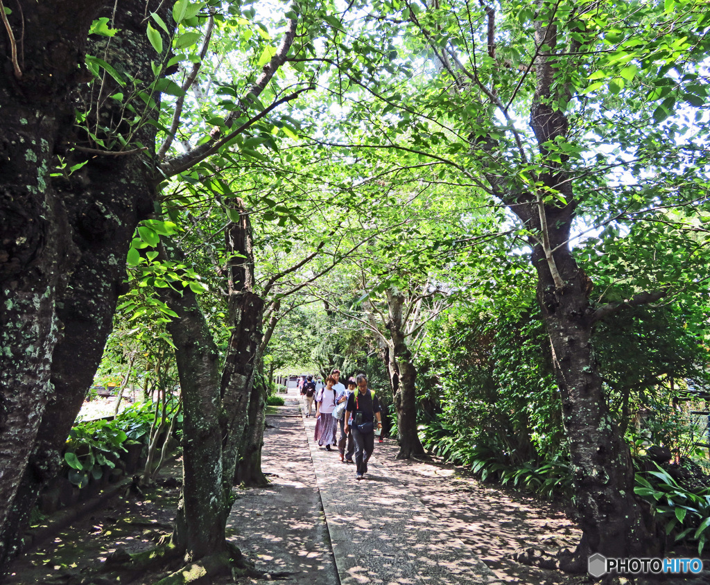 新緑の参道を歩く