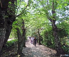 新緑の参道を歩く