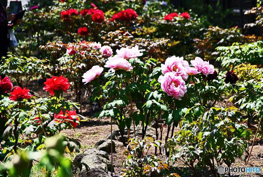 花撮り散歩　ボタン