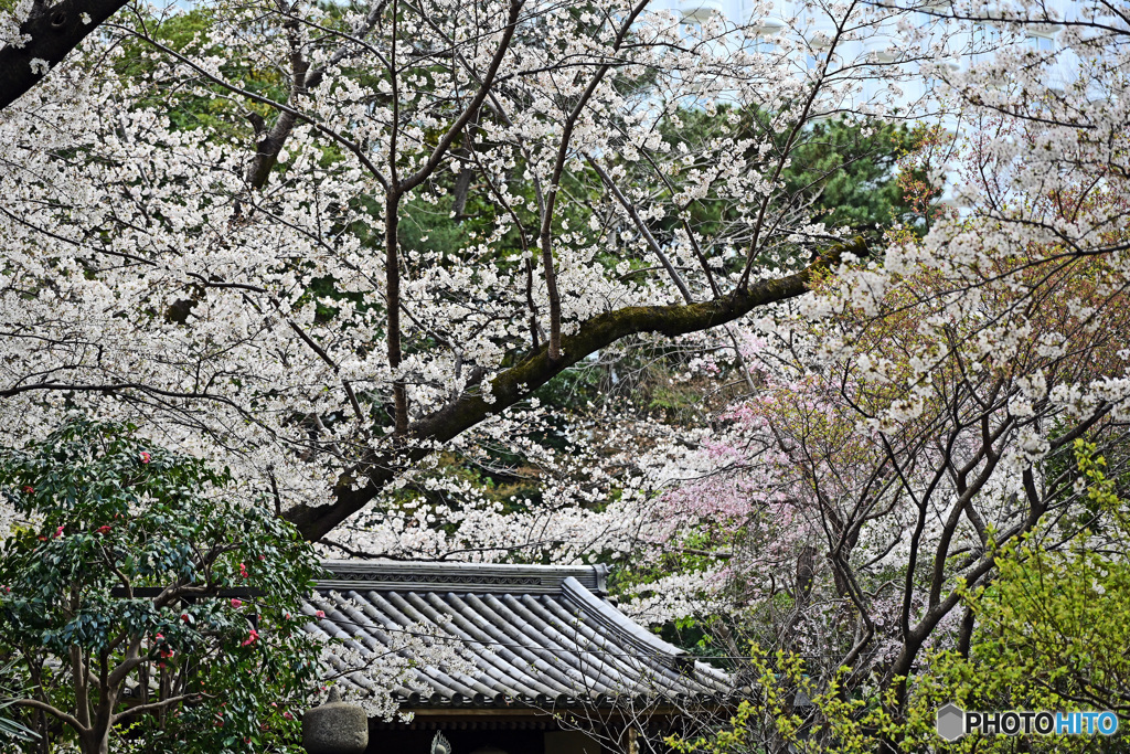 高輪日本庭園