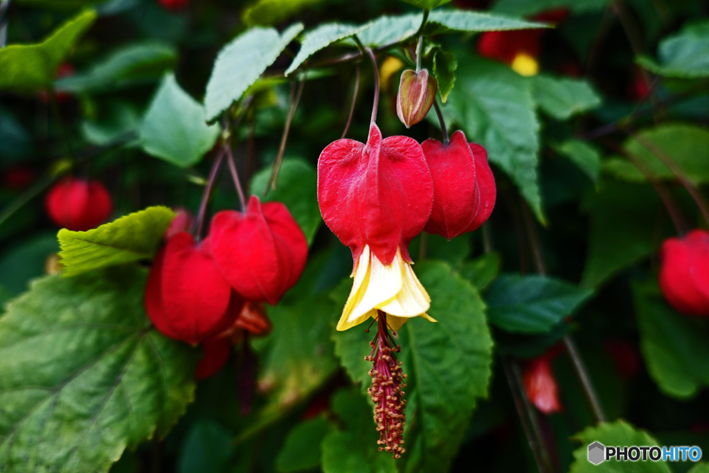 道端で見付けた