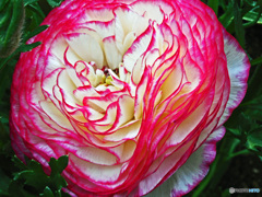 道端で見付けた