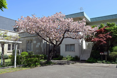 山手住宅の庭八重桜が満開
