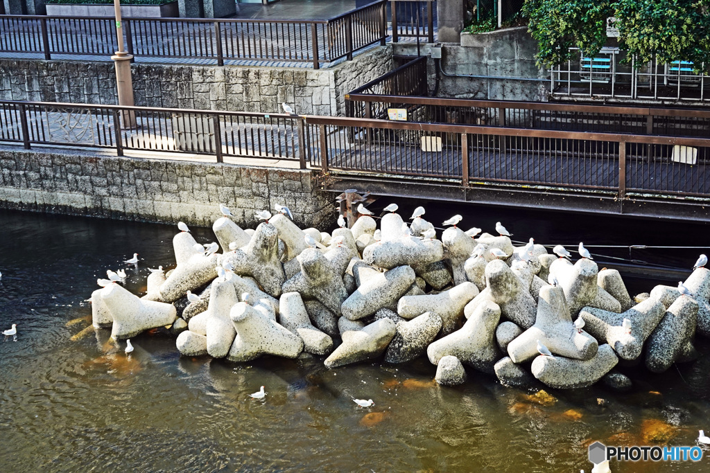 天王洲運河にて~~カモメが飛んだぁ~