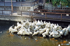 天王洲運河にて~~カモメが飛んだぁ~