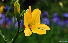 花壇で咲いていた