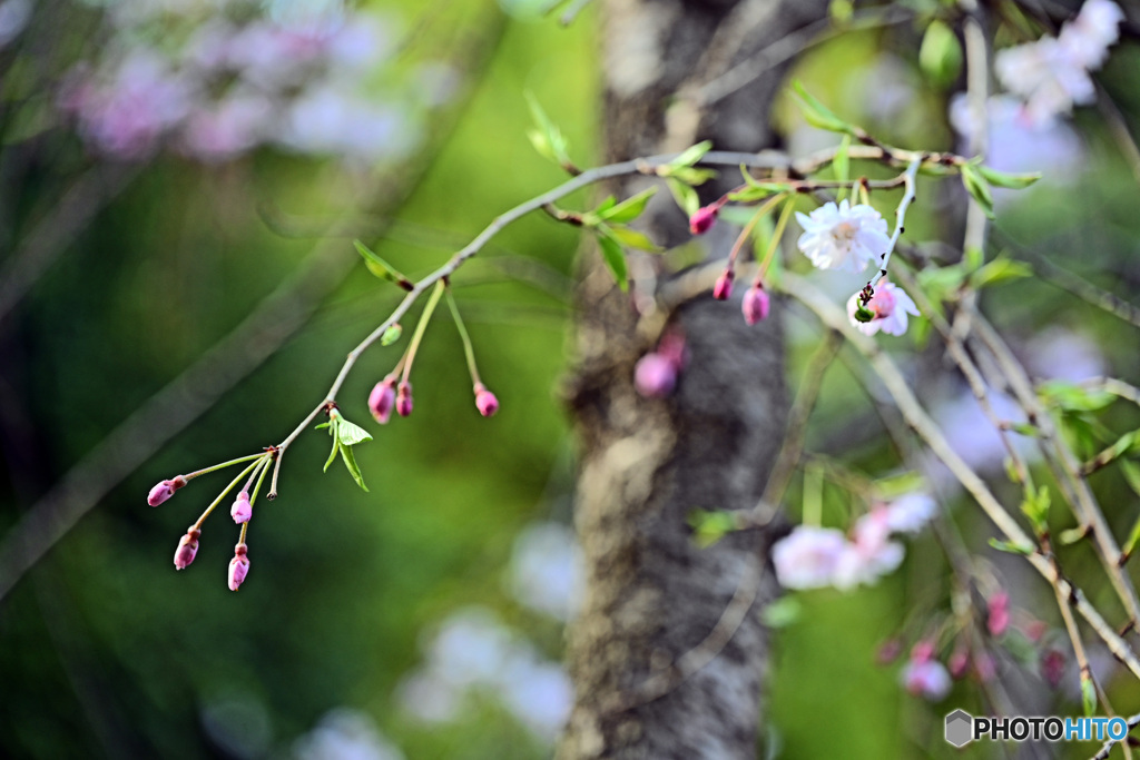 高輪日本庭園