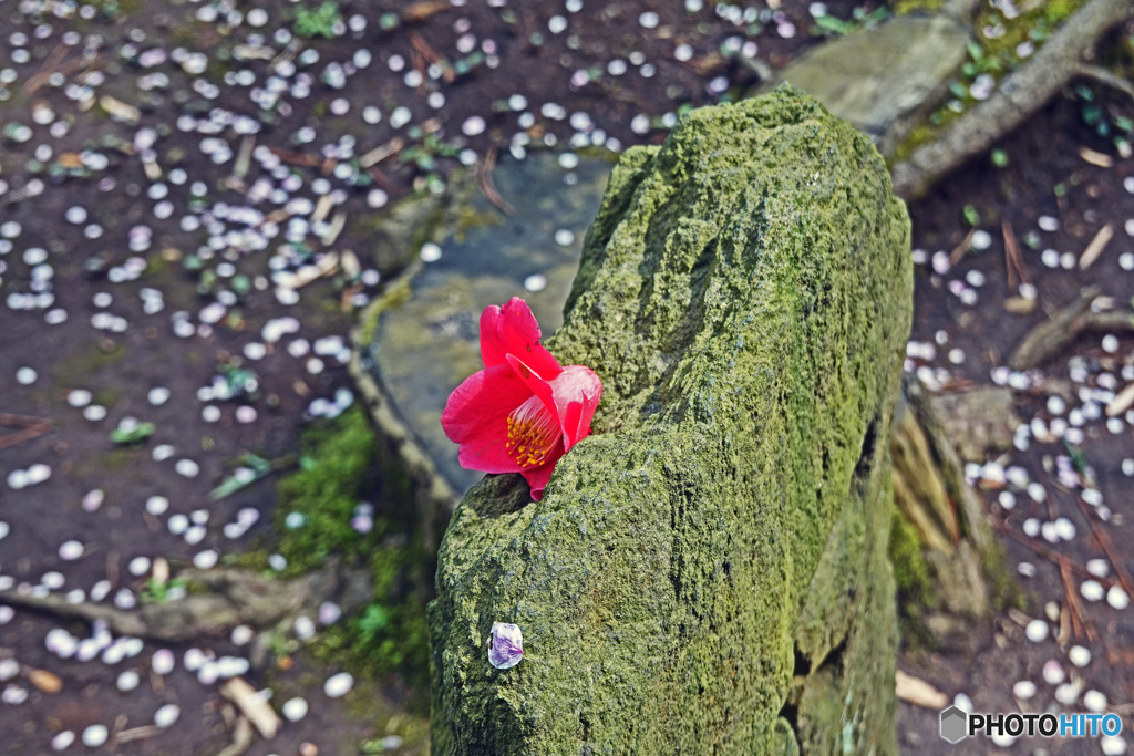 春の三渓園