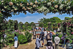 みなとが見える丘公園