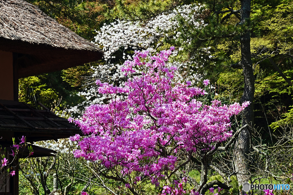 春の三渓園