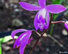 道端で見付けた