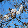 桜～横浜山手のソメイヨシノ