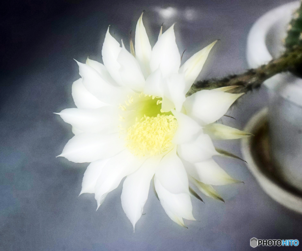 サボテンの花