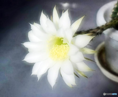サボテンの花