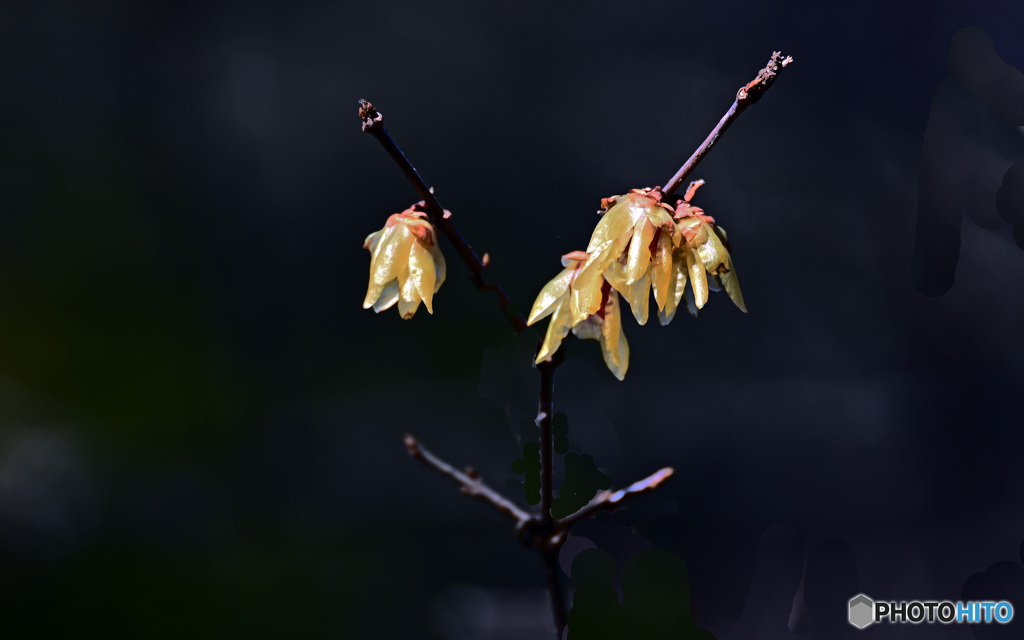 花撮り散歩　蠟梅