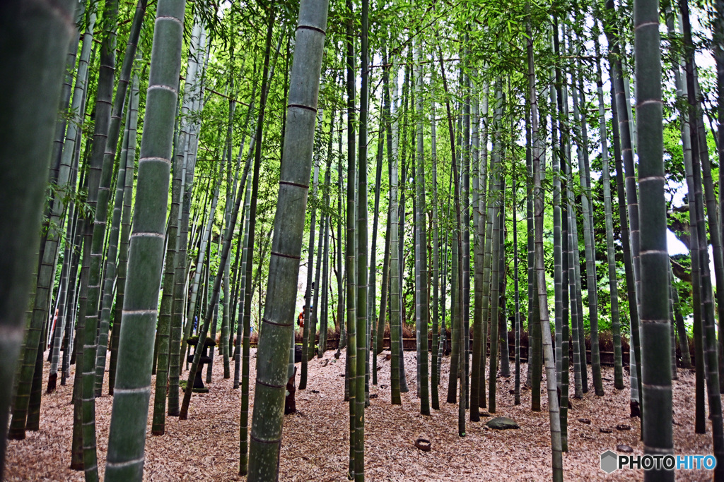 鎌倉の竹寺　報国寺