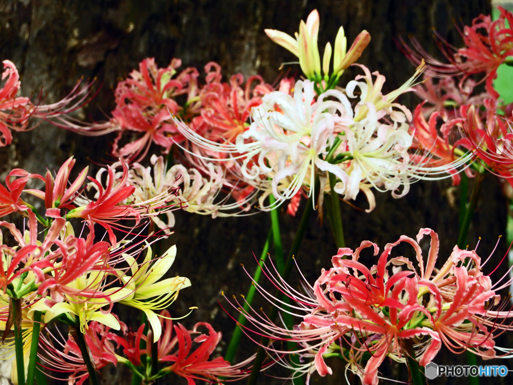 彼岸花