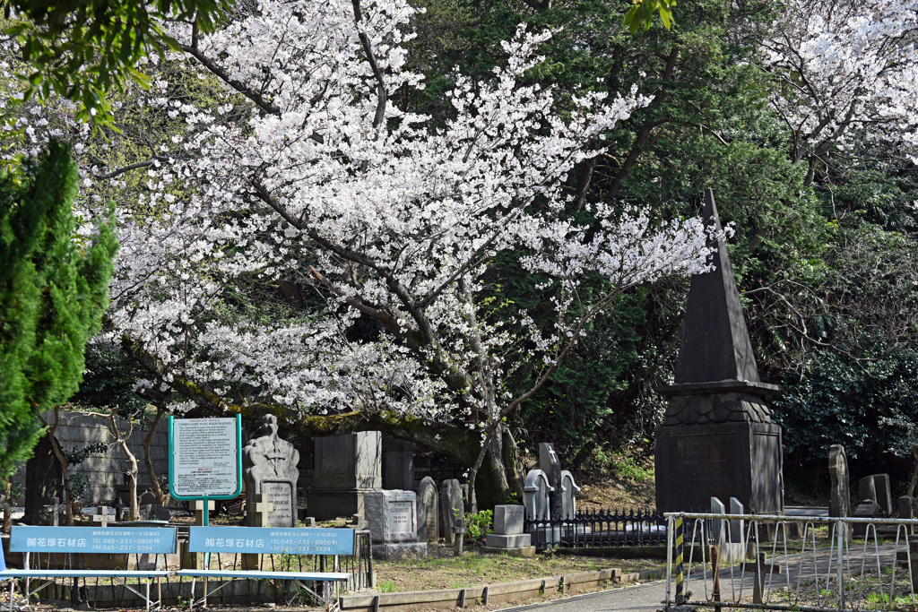 公園の桜3