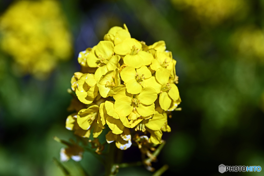 菜の花