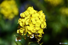 菜の花